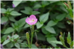 Oenothera rosea